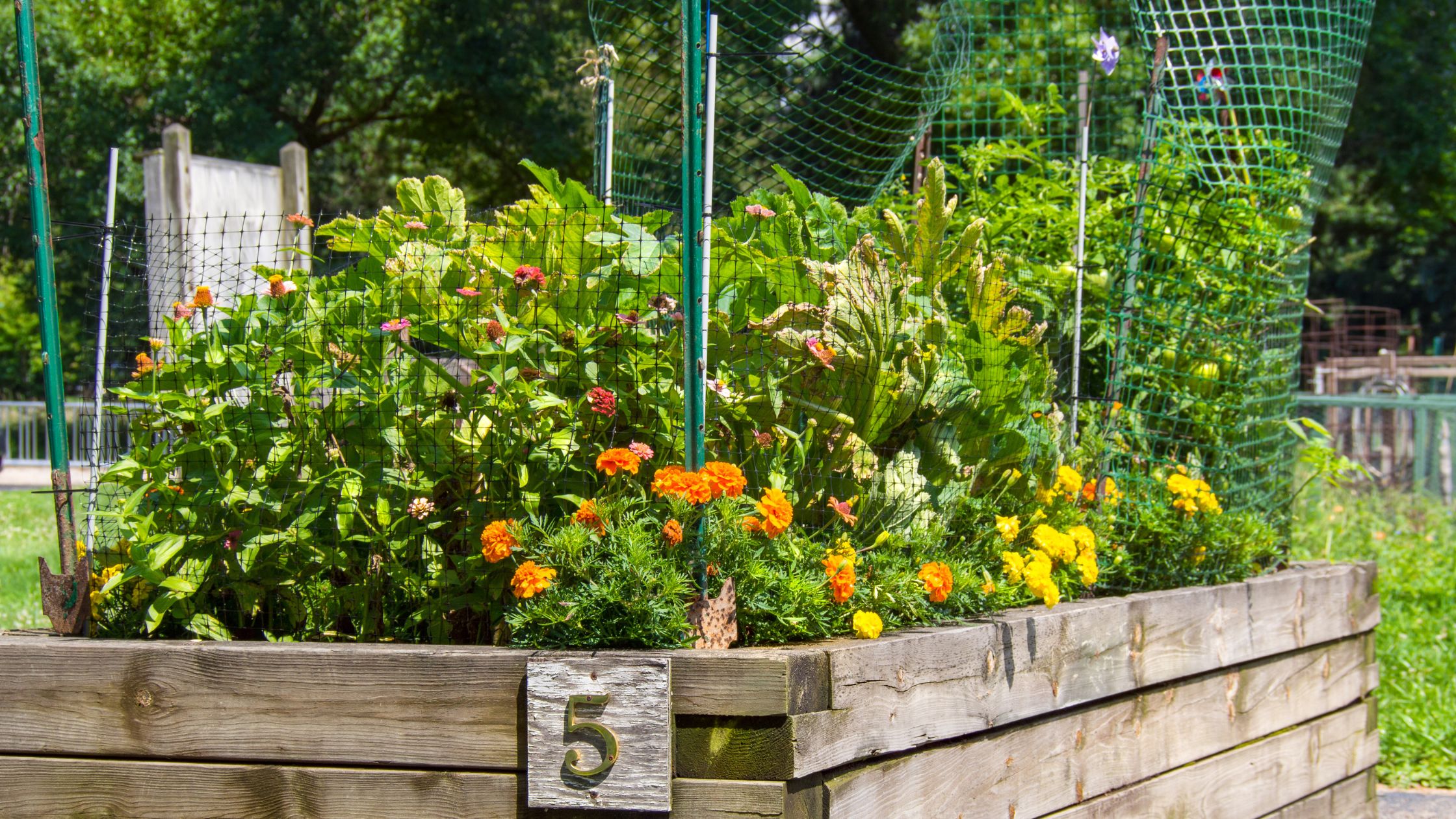 marigolds and foliage in a raised bed