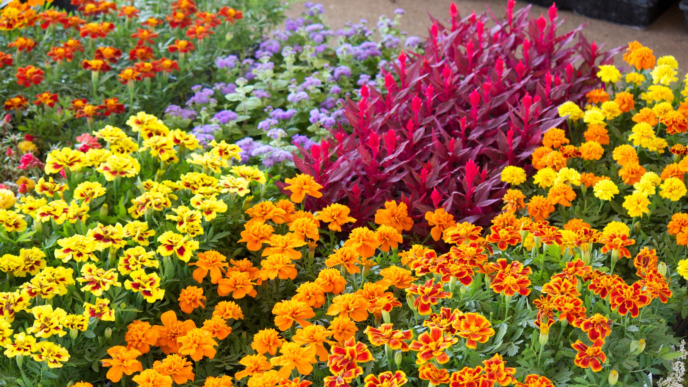 colourful bedding plants