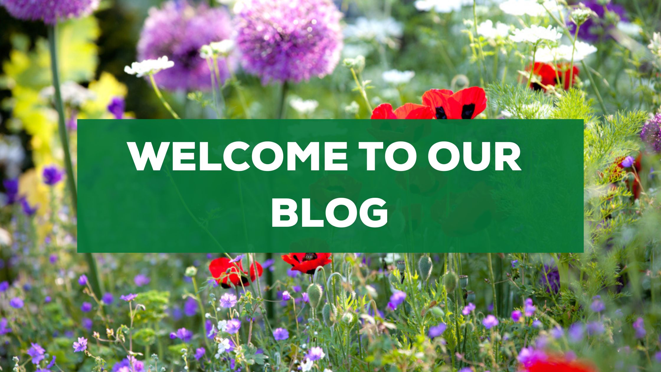 to Dutch Bulbs J Parker Dutch Bulbs (Wholesale) Ltd. (B2B)