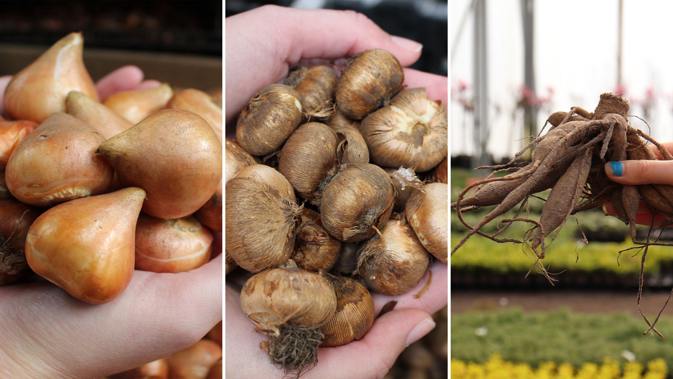 bulbs, corms and a tuber