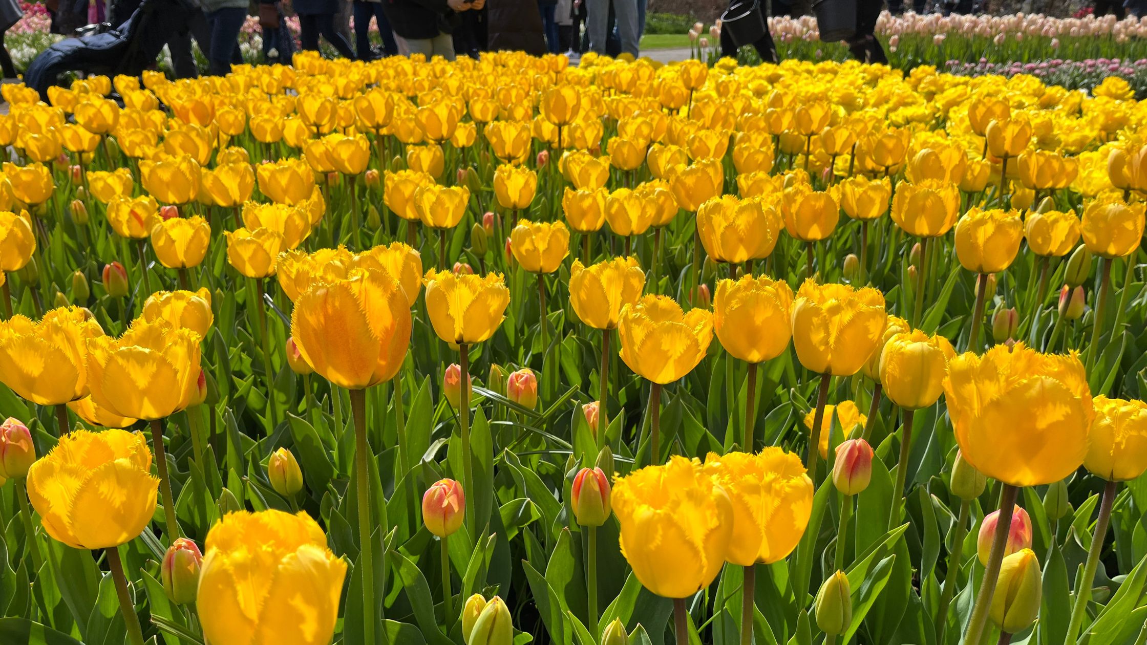 Yellow tulips en-masse