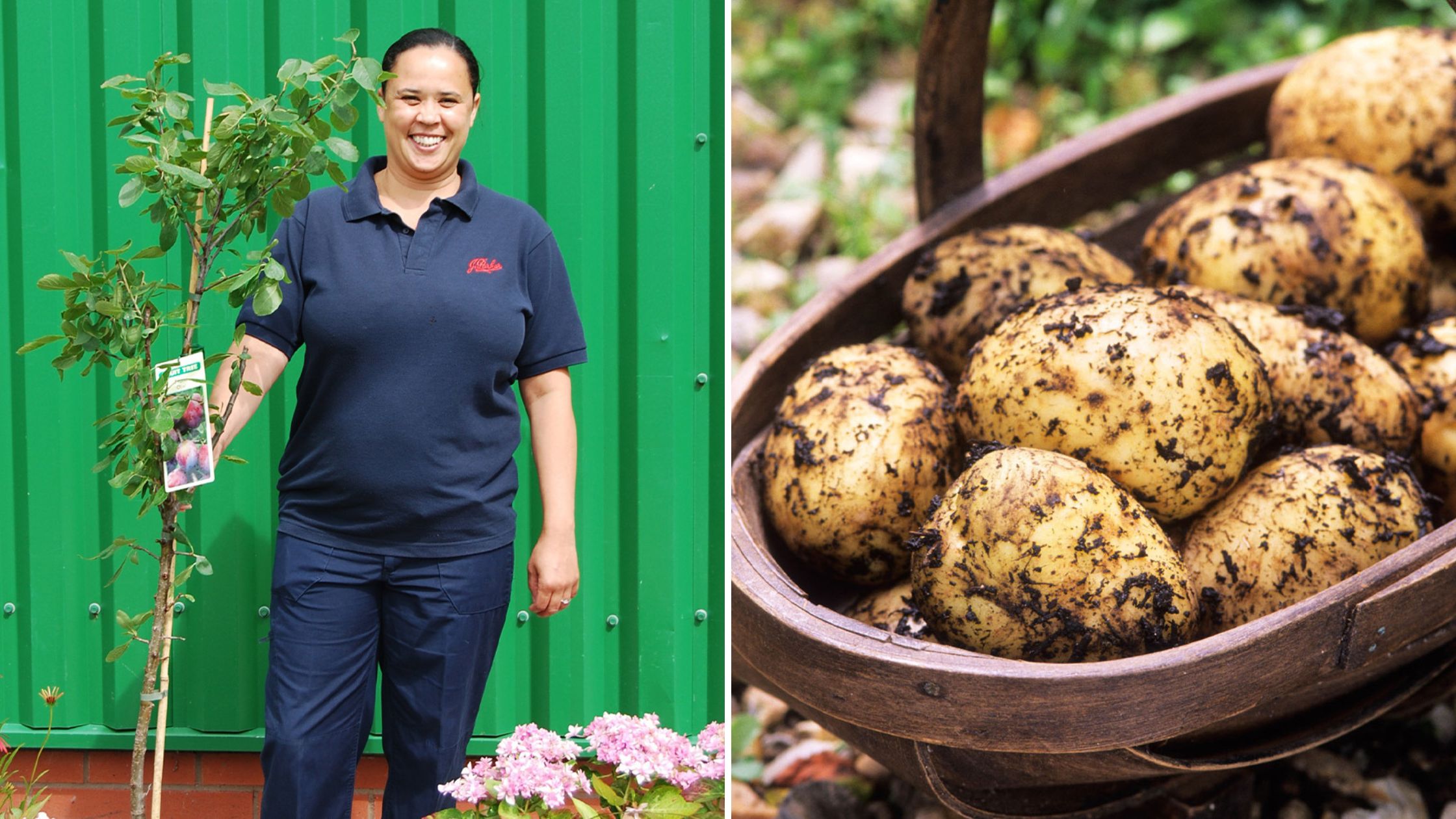 a lady holding a fruit tree and seed potatoes