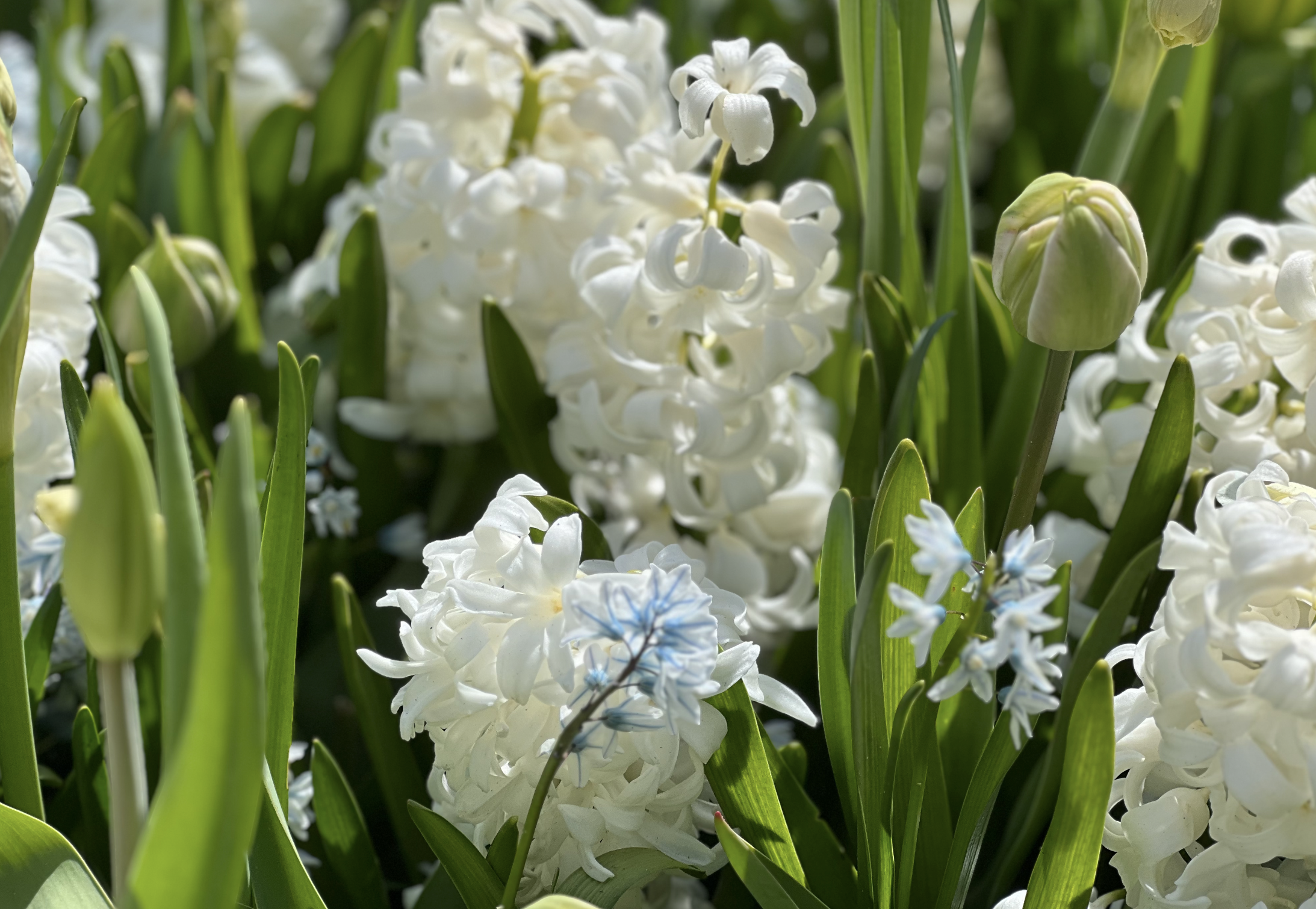 white hyacinth carnegia