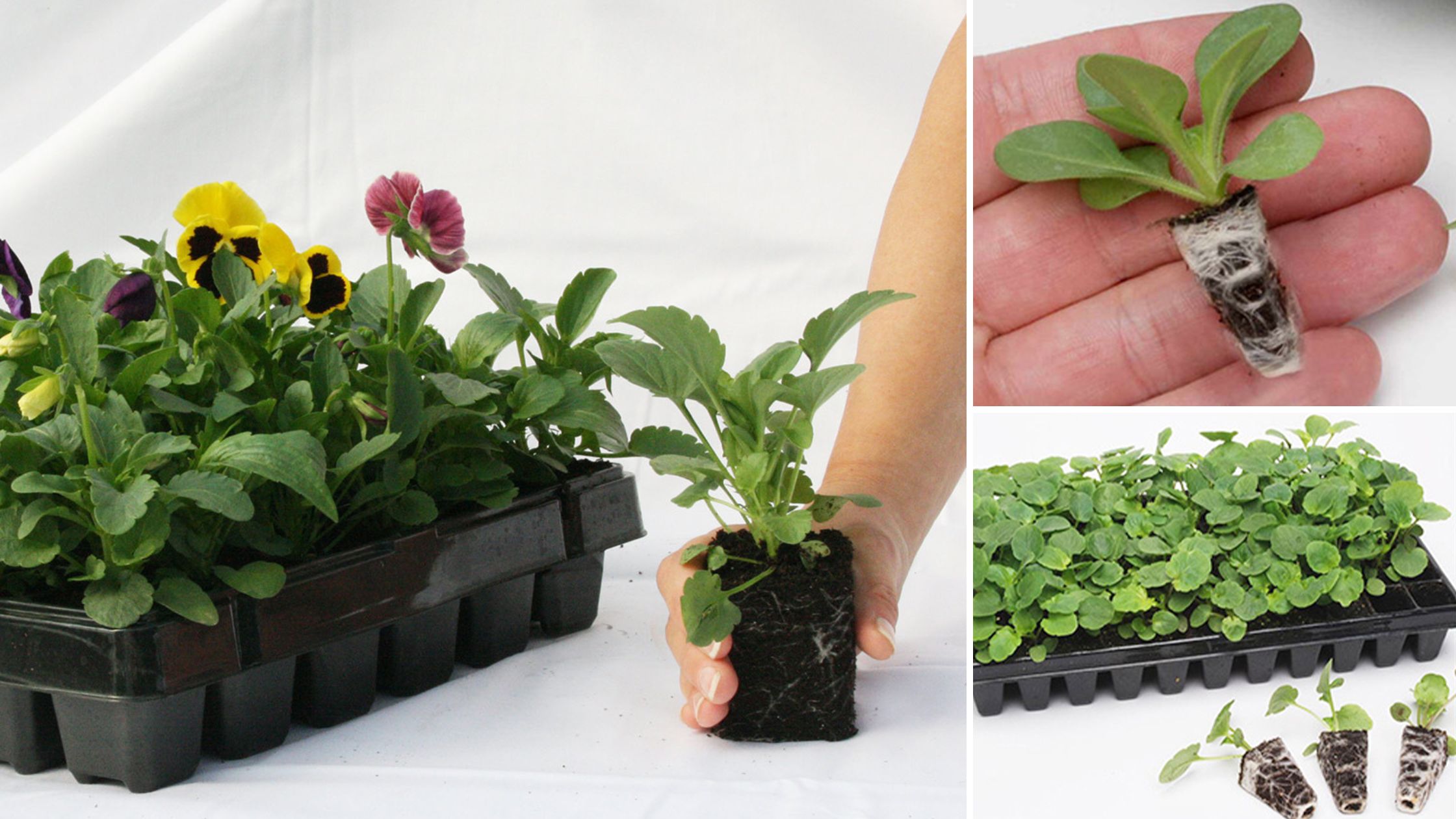 garden ready, rapid, and maxi plug plants in trays