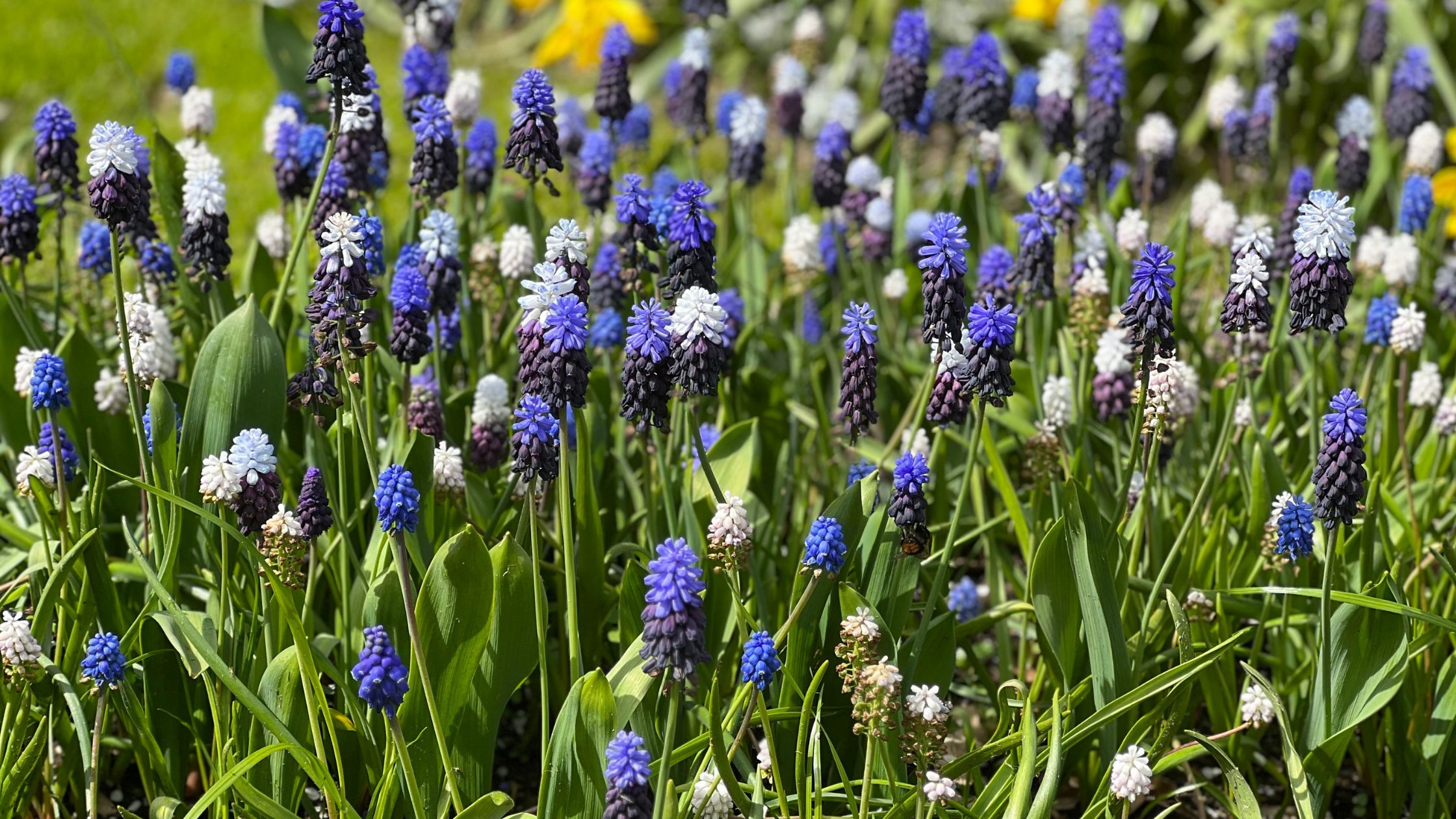 A group of dark blue and white muscari