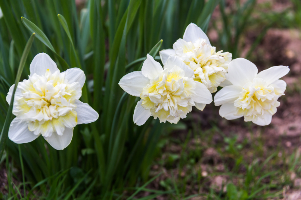 Double yellow daffodils surrounded by green foliage