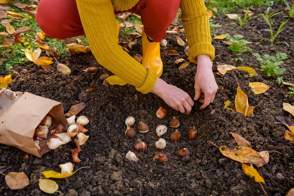 woman planting a group of tulip bulbs in the border