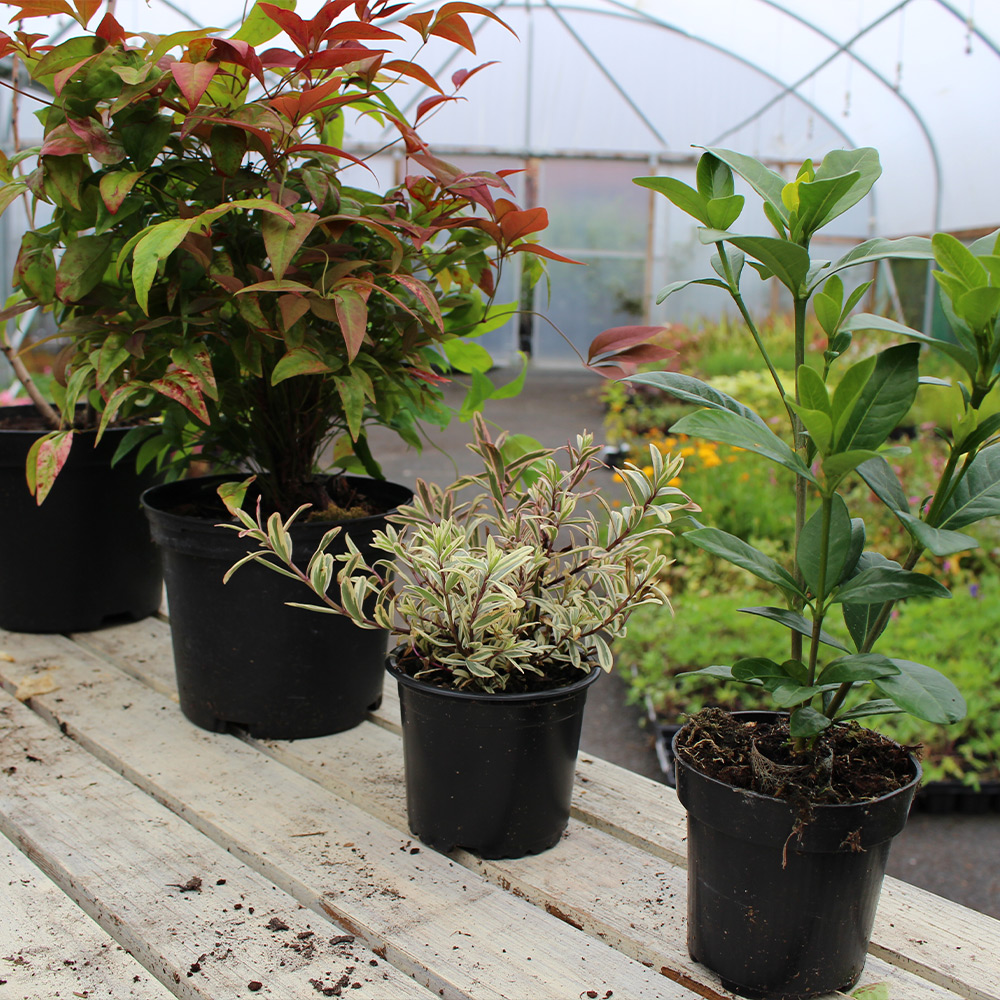 potted plants with large leaves