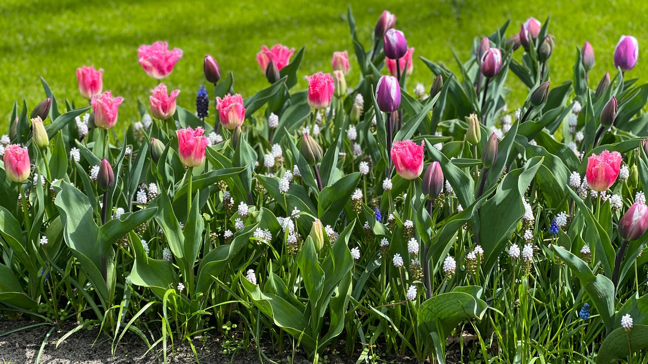 Pink and purple tulips in the border