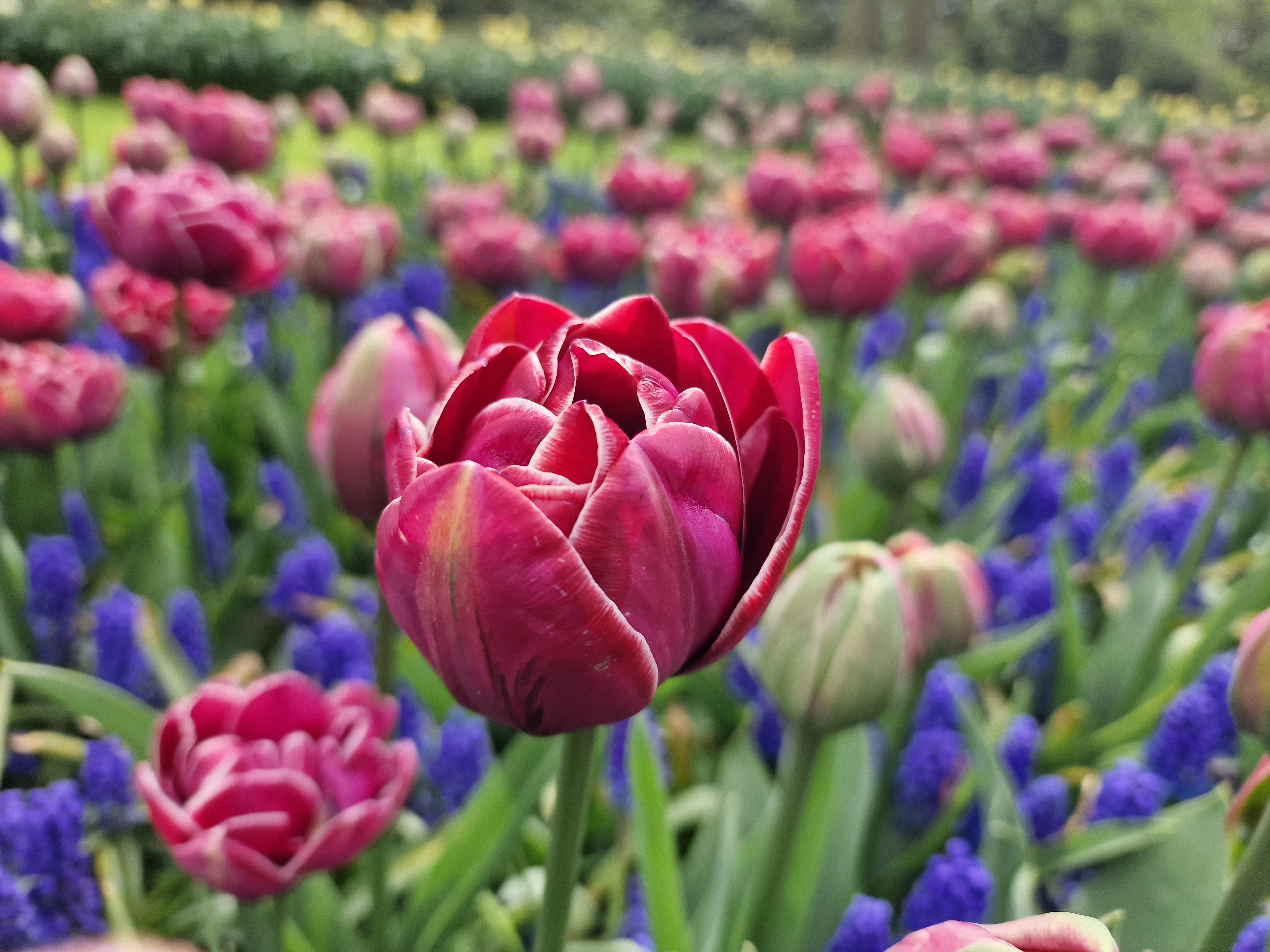 a pink tulip with blue muscari